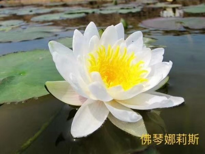 荷花苗，睡莲苗