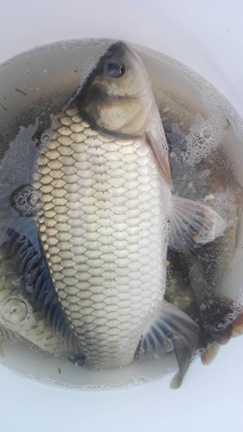 鲫鱼，湘鲫鱼，中科三号，先科巨鲫，各种规格欢迎来电咨询