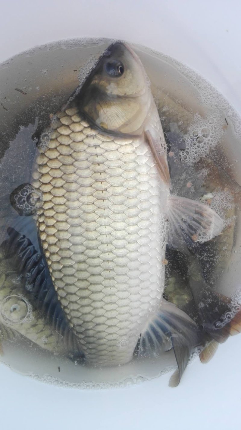 鲫鱼，湘鲫鱼，中科三号，先科巨鲫，各种规格欢迎来电咨询