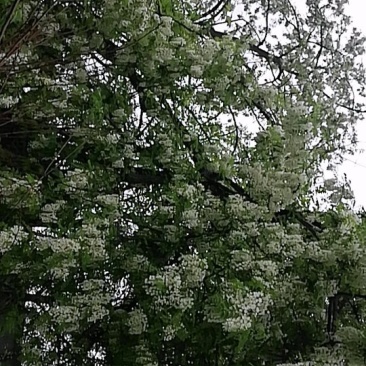 洋槐花
