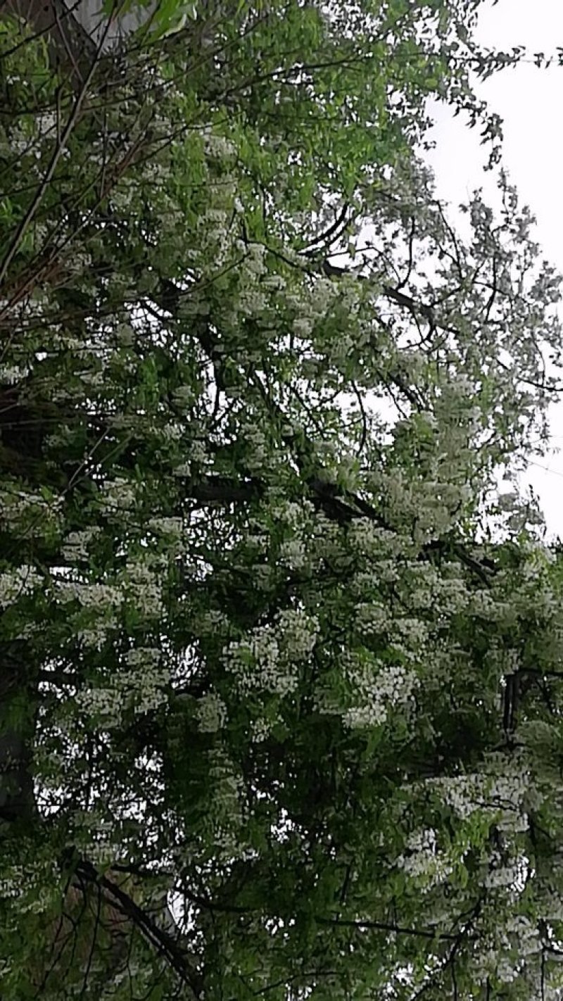 洋槐花