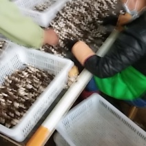 加工销售黑鸡枞
