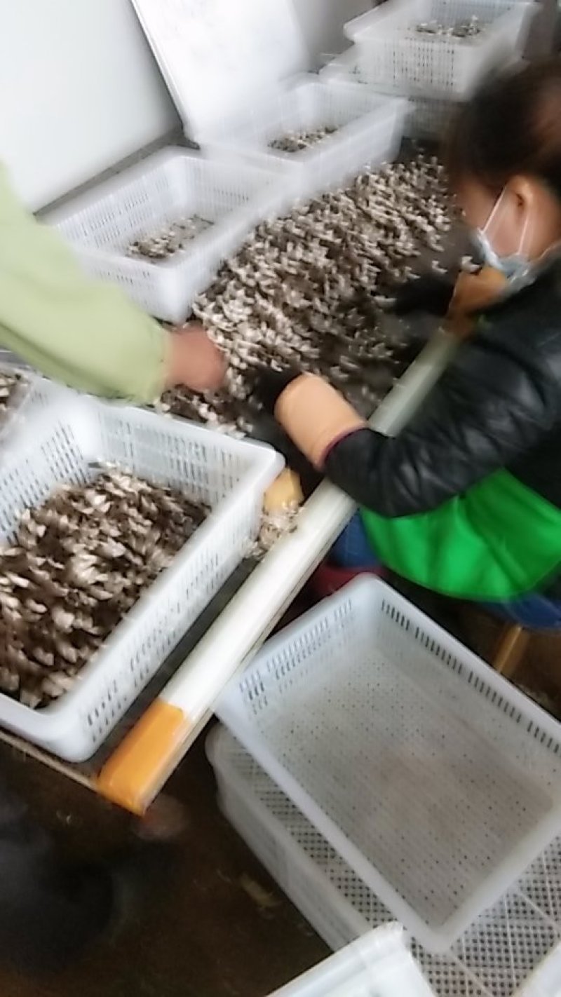 加工销售黑鸡枞
