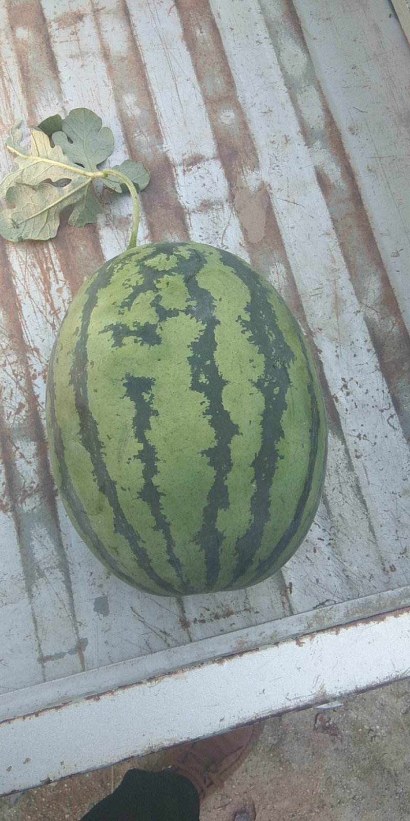 精品甜王西瓜