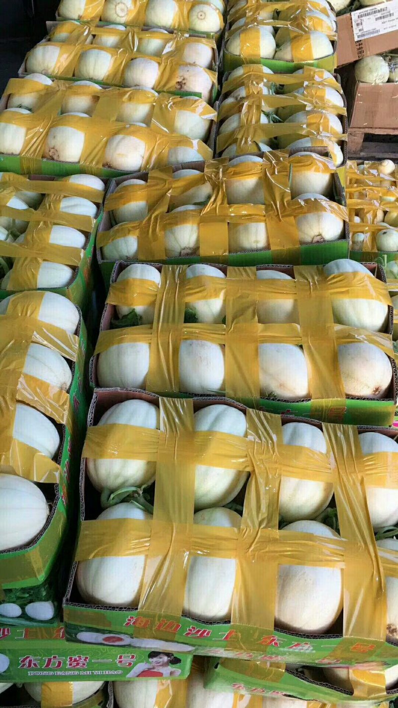甜瓜供应，大量甜瓜供应品种齐全