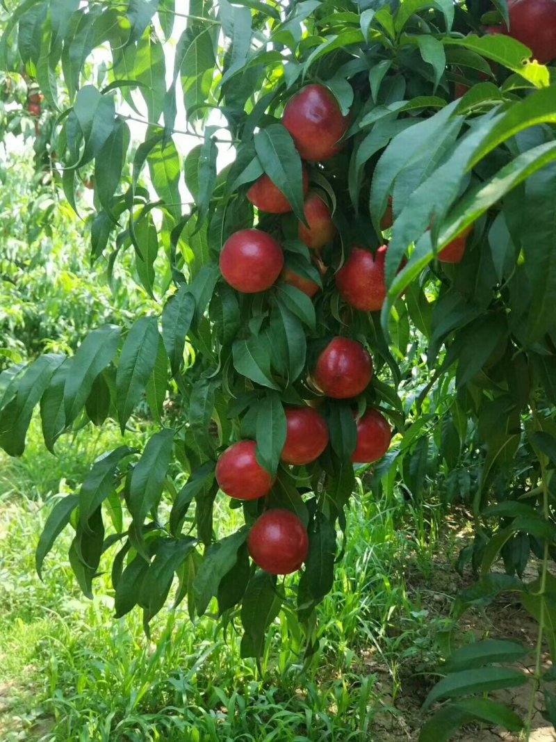 油桃，46-28油桃，中油5号油桃，油桃品种齐全