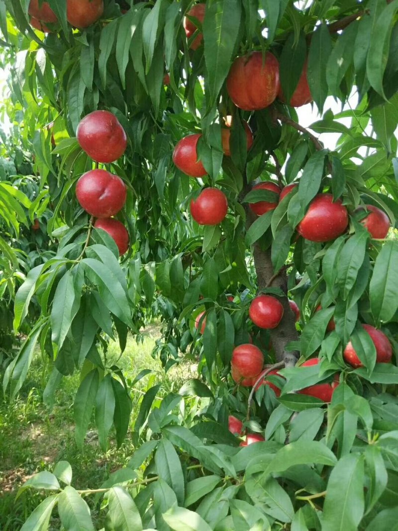 油桃，46-28油桃，中油5号油桃，油桃品种齐全