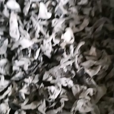 黑木耳