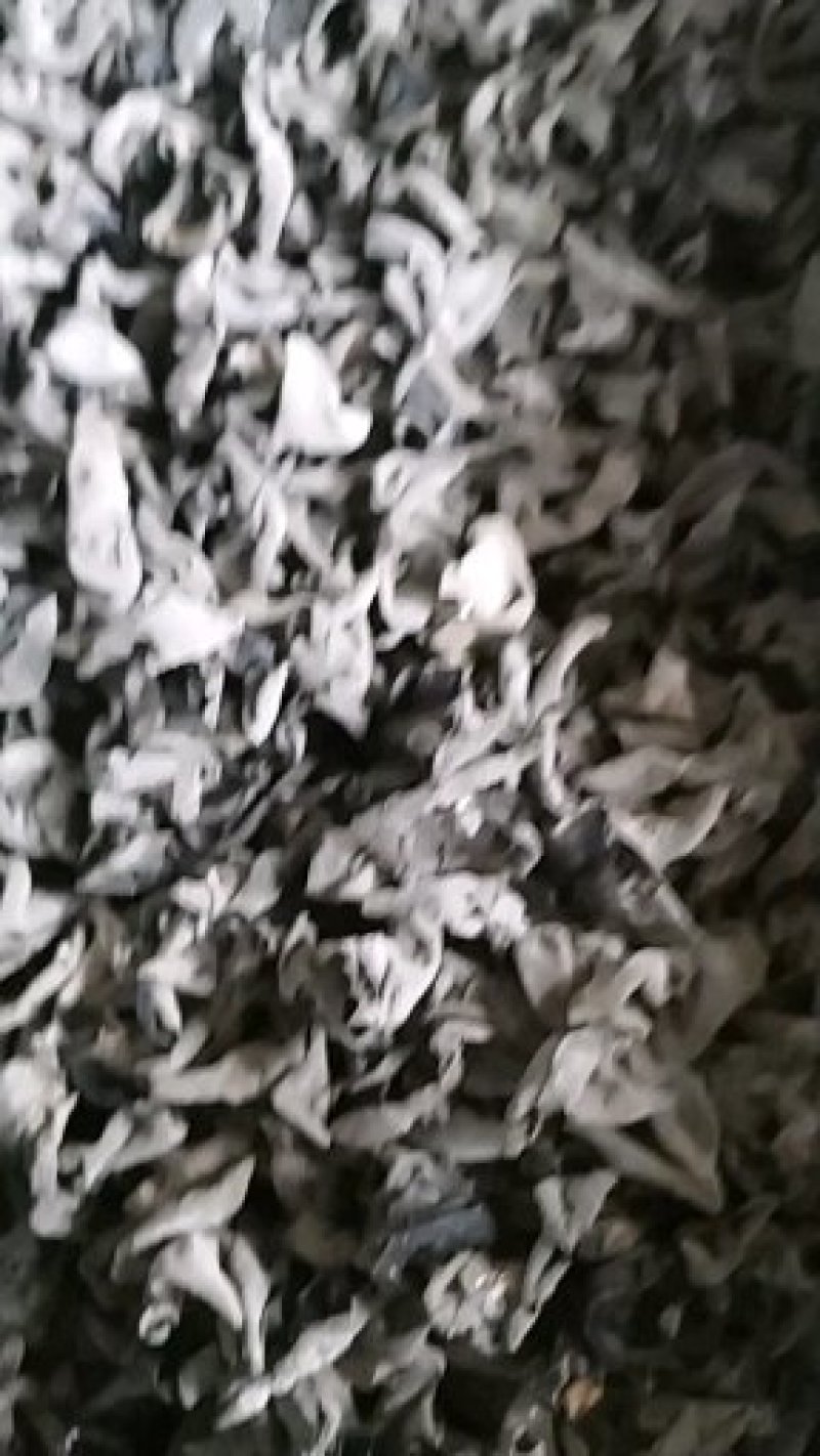 黑木耳