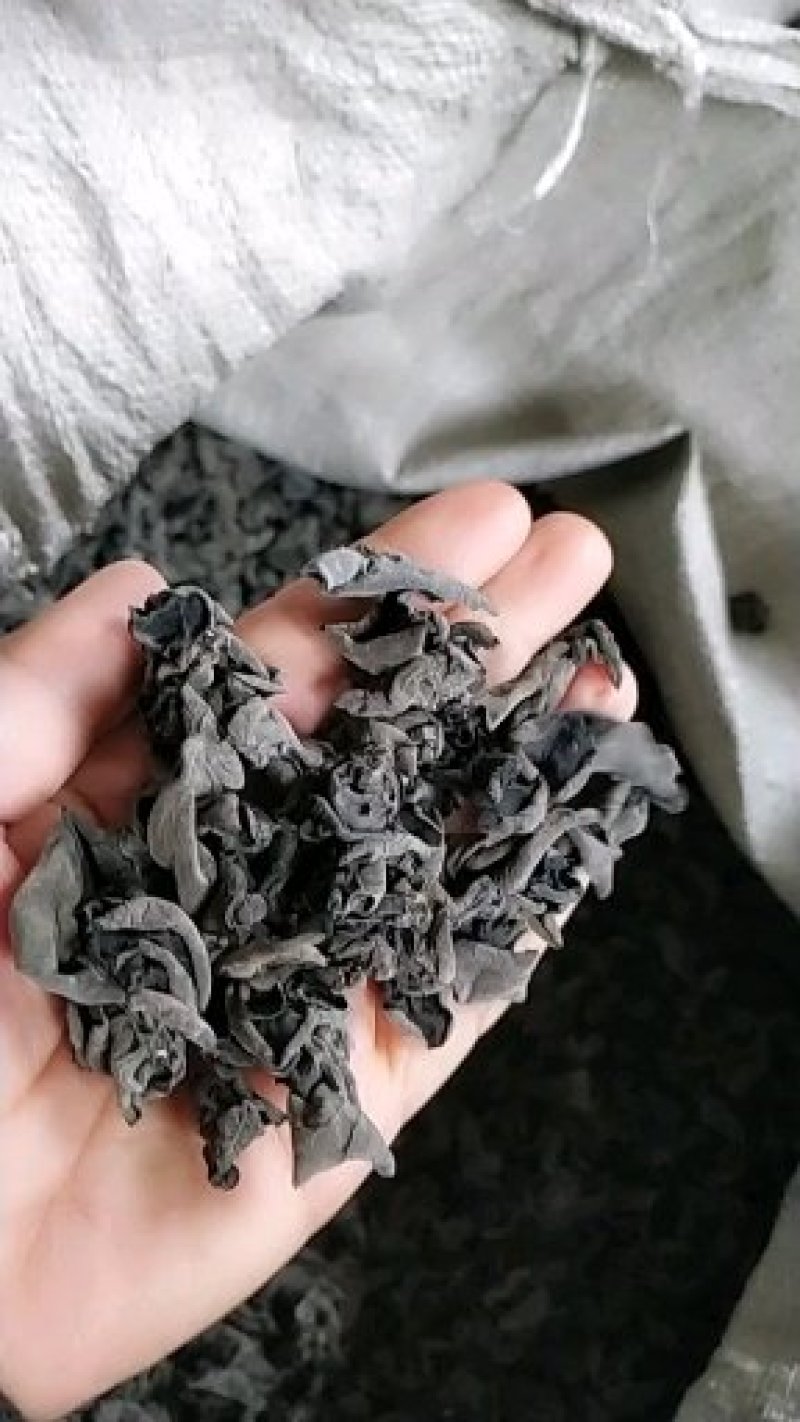 黑木耳