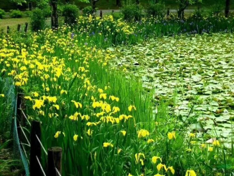 黄花鸢尾
