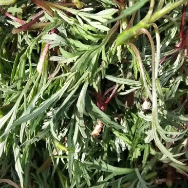 山野菜大量供应