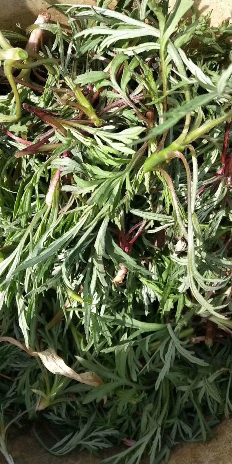 山野菜大量供应