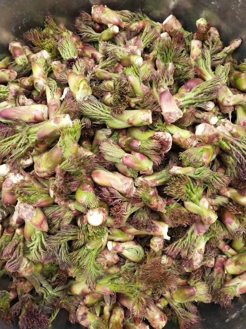 山野菜大量供应