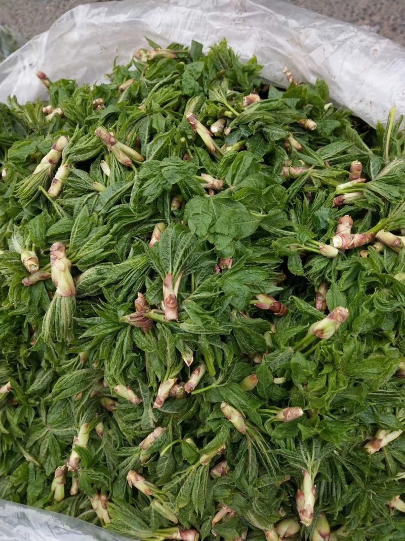 山野菜大量供应