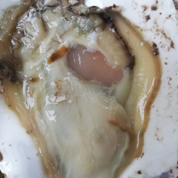 超肥超大生蚝