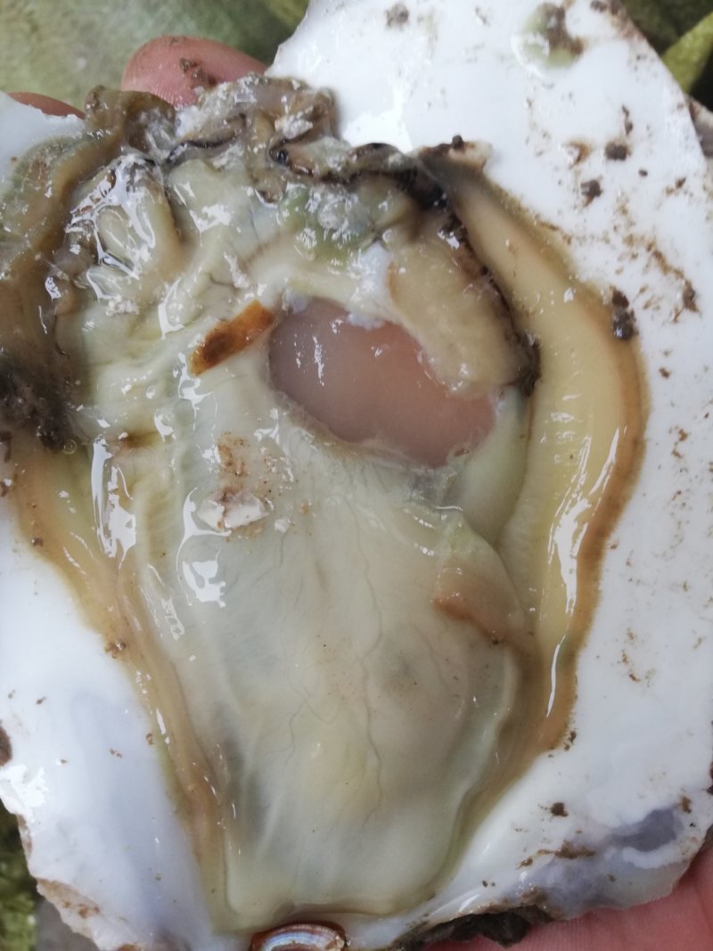 超肥超大生蚝