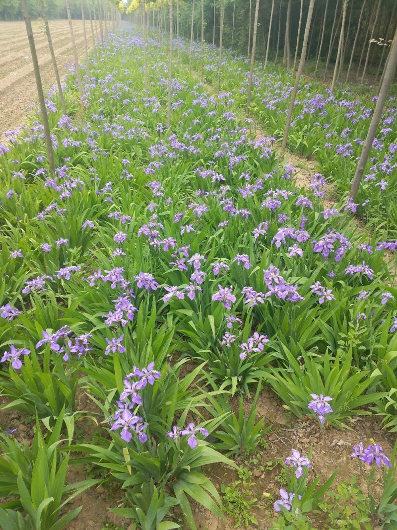 鸢尾
