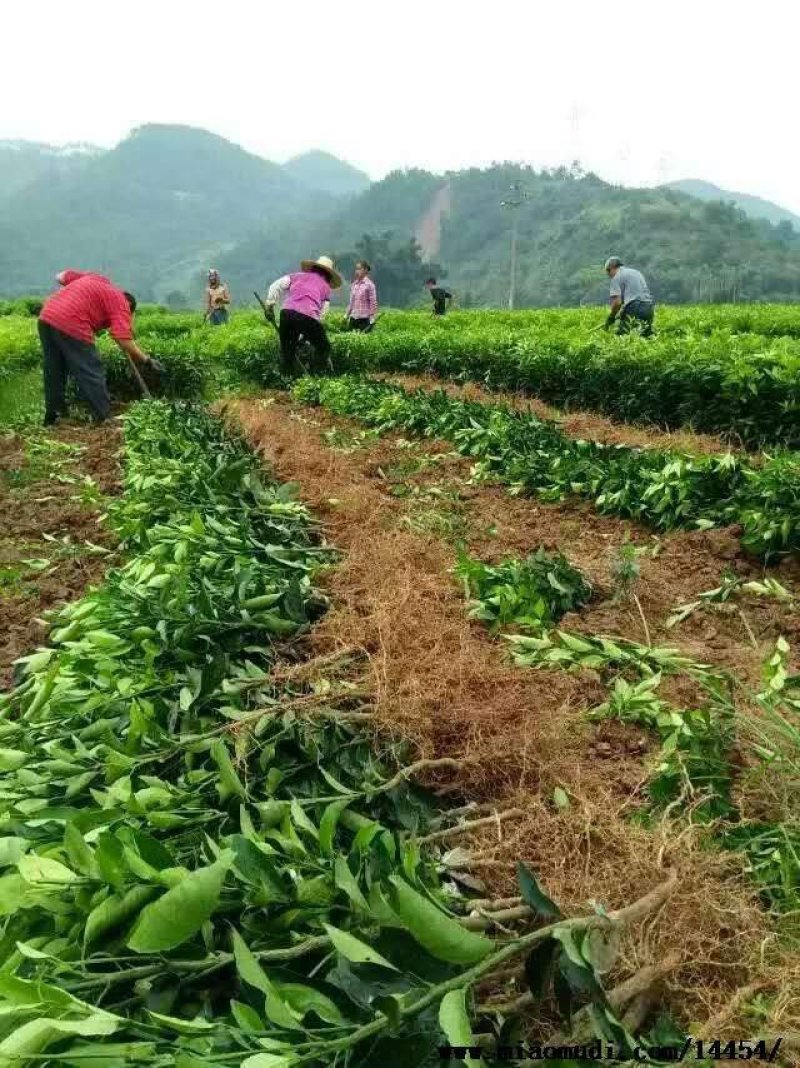 金秋砂糖橘苗3年挂果大苗土球苗，基地直供品种纯正