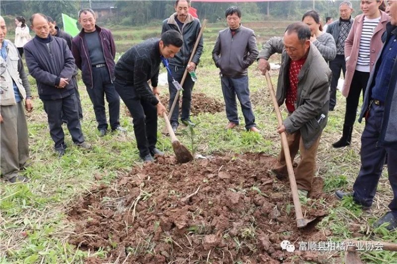 金秋砂糖橘苗3年挂果大苗土球苗，基地直供品种纯正