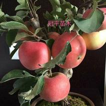 红富士苹果盆栽矮化苹果树红肉苹果室内外南北种植现带果发货