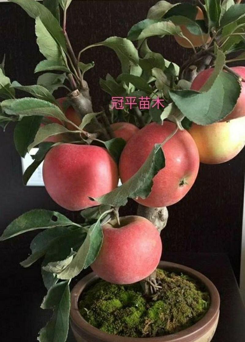 红富士苹果盆栽矮化苹果树红肉苹果室内外南北种植现带果发货