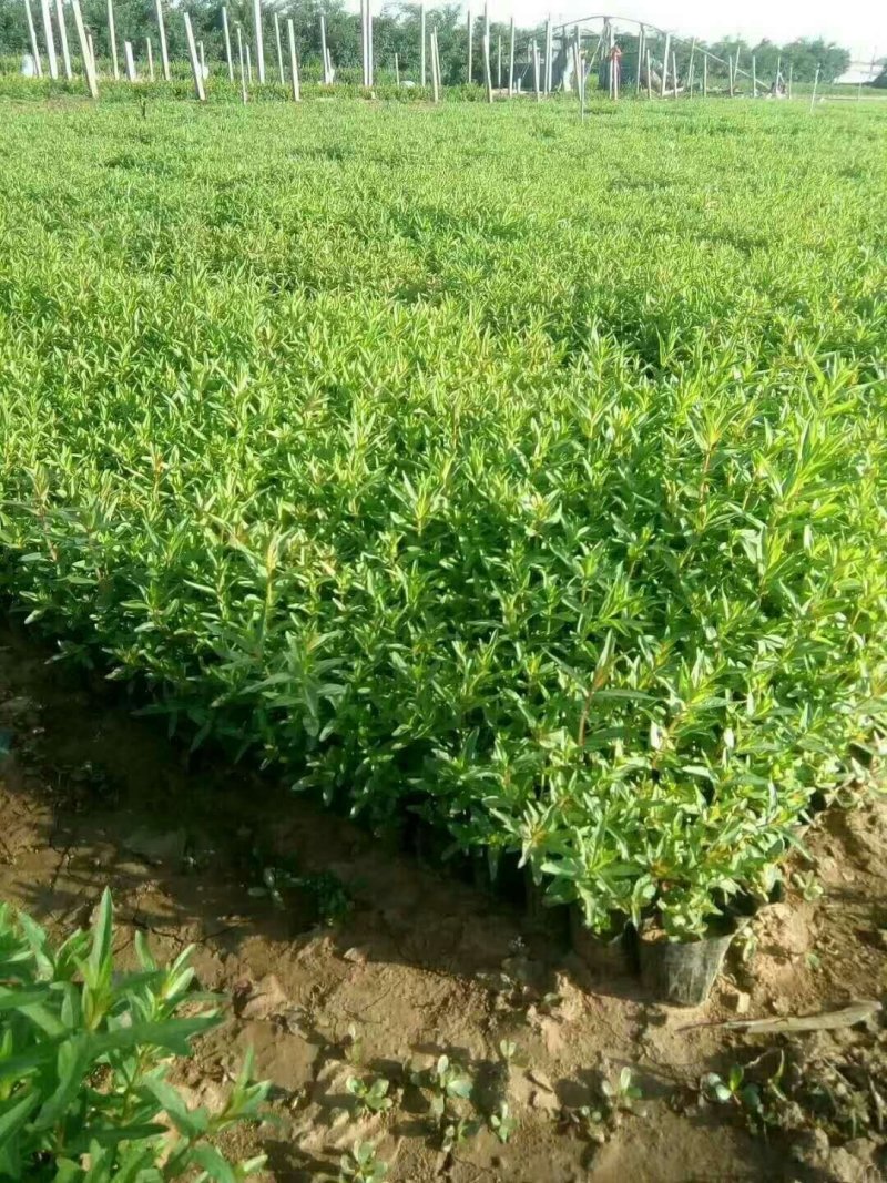 千屈菜