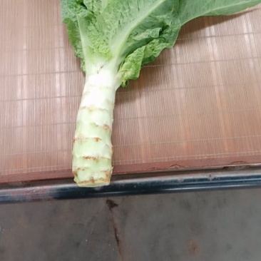 笋