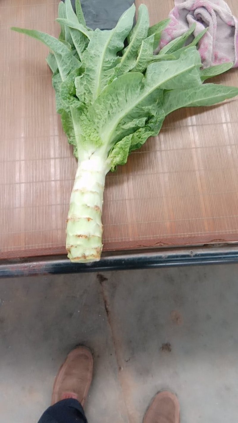 笋