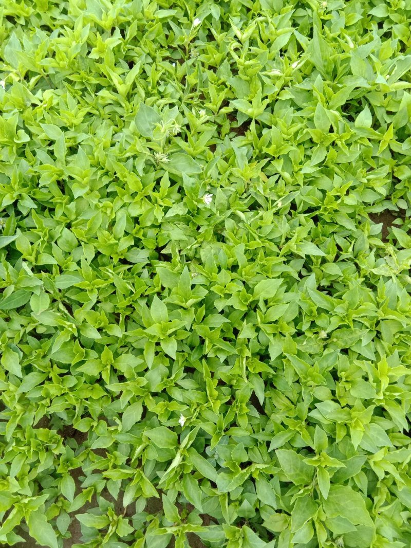 优质太子参种苗，太子参种苗出售中。