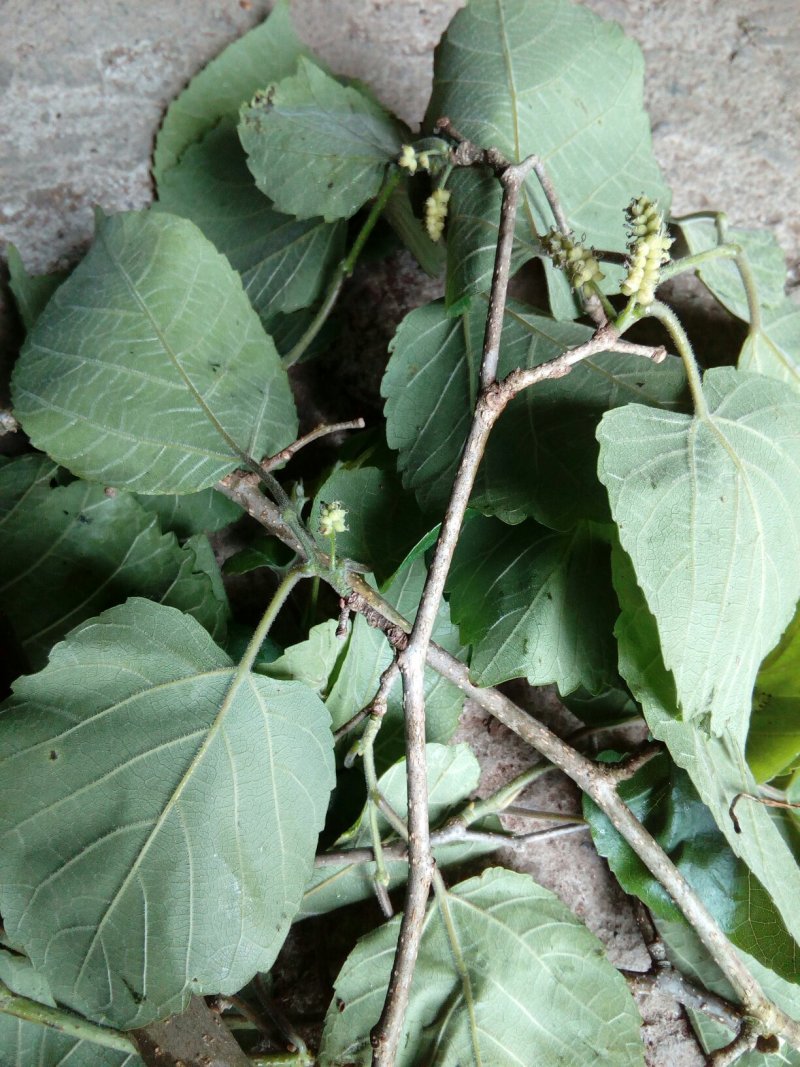 桑叶，桑枝