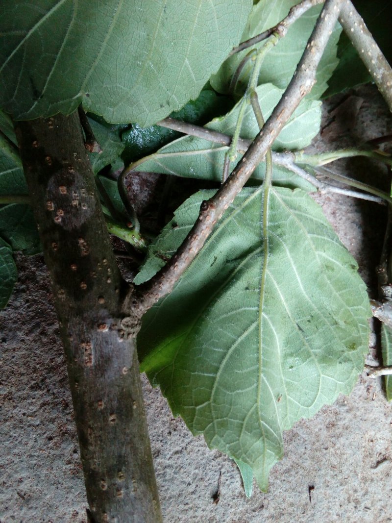 桑叶，桑枝