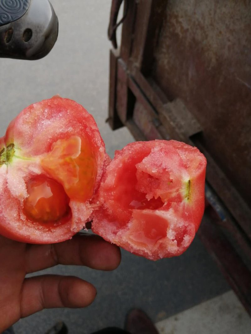 西红柿硬粉西红柿弧二以上硬粉精品