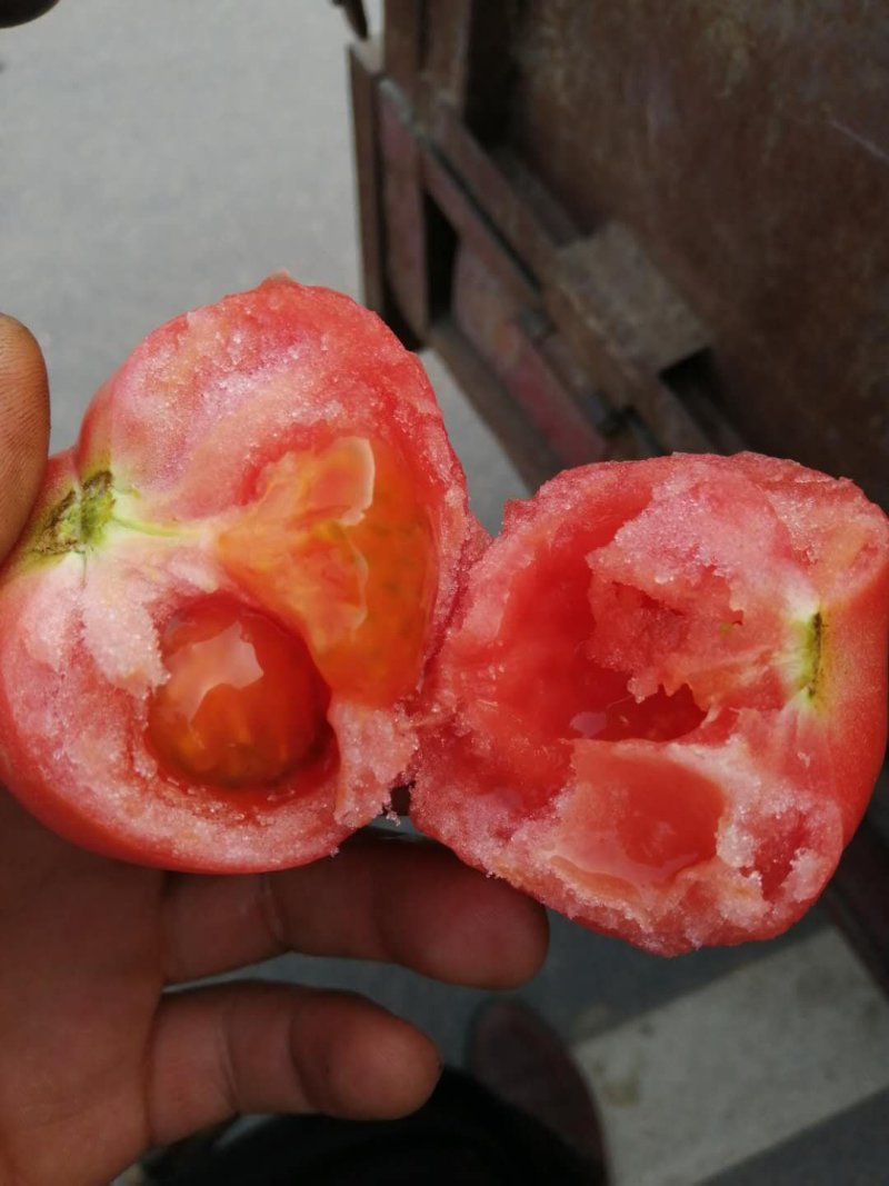 西红柿硬粉西红柿弧二以上硬粉精品