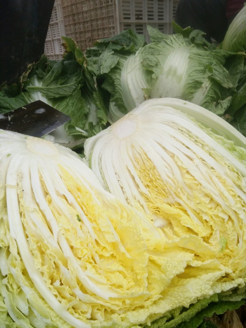 岱岳春白菜