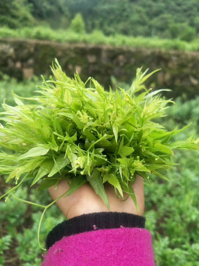 莓茶
