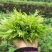 莓茶