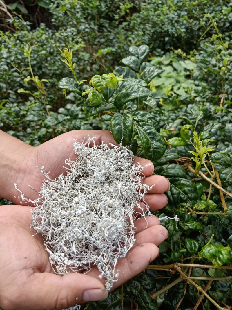 莓茶