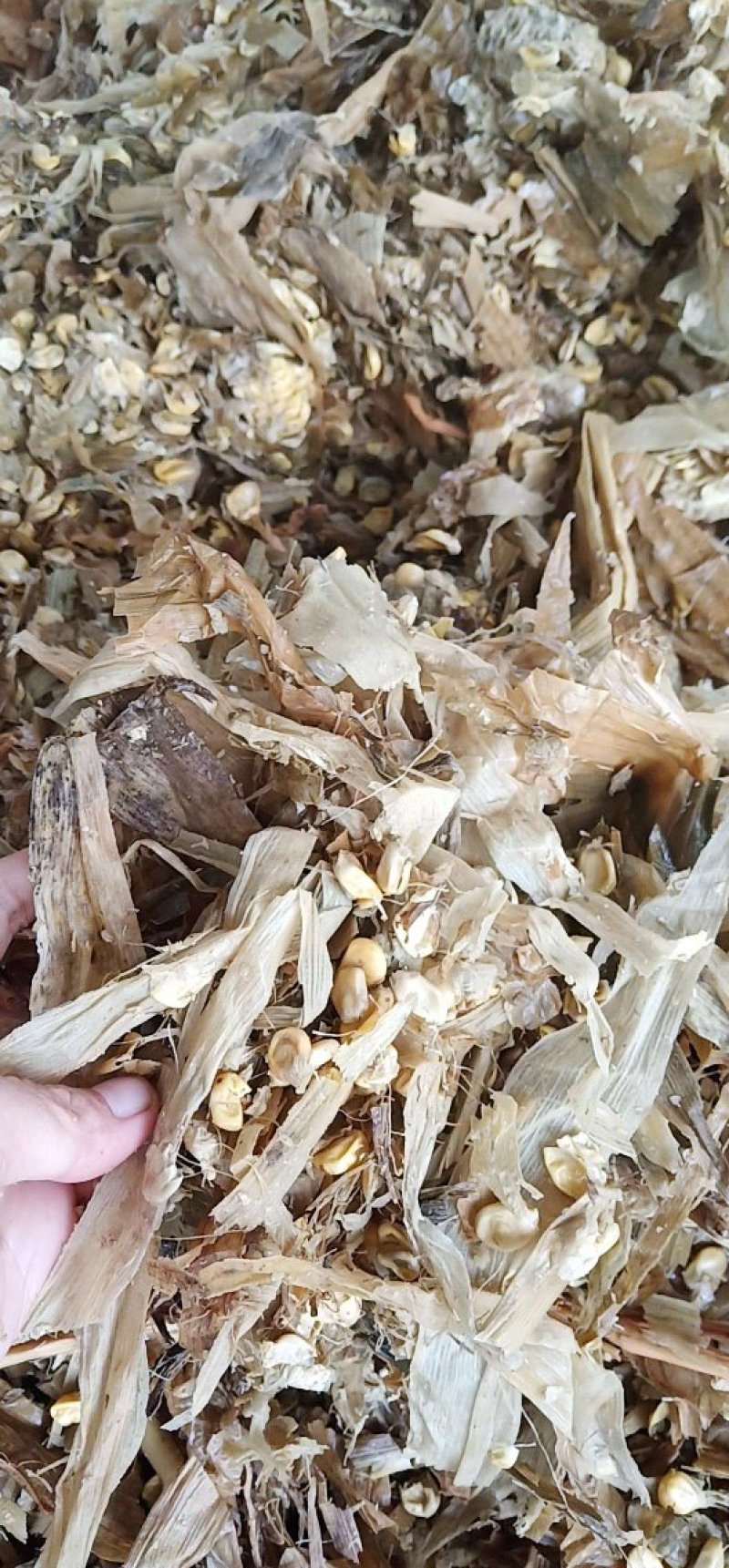 全珠玉米青储料大吨位供应品质保证诚信合作欢迎来电