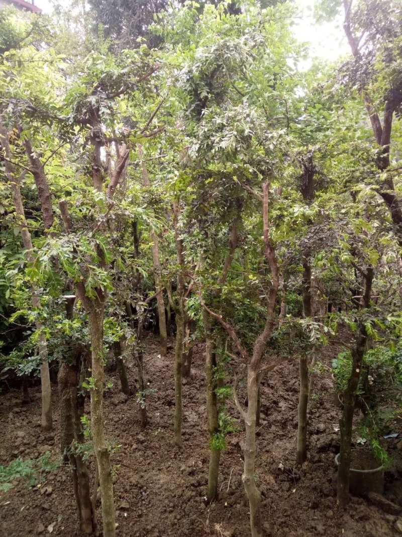 【基地直发】瓜子黄杨雀舌黄杨，规格齐全，品种齐全全国供应