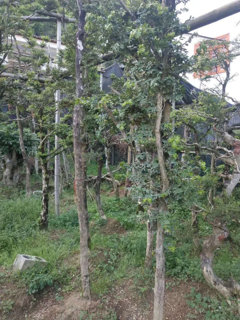 【基地直发】瓜子黄杨雀舌黄杨，规格齐全，品种齐全全国供应