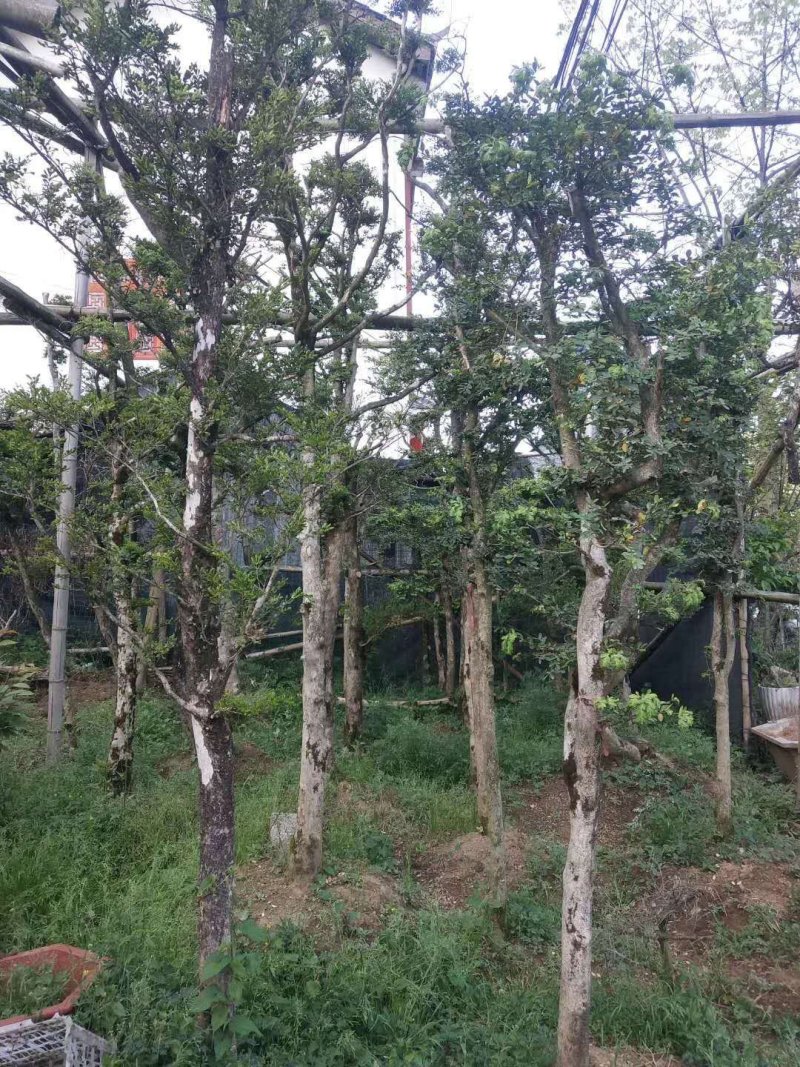 【基地直发】瓜子黄杨雀舌黄杨，规格齐全，品种齐全全国供应