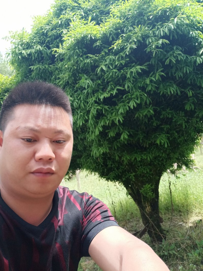 【基地直发】瓜子黄杨雀舌黄杨，规格齐全，品种齐全全国供应
