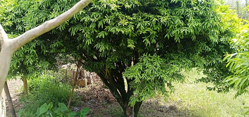 【基地直发】瓜子黄杨雀舌黄杨，规格齐全，品种齐全全国供应