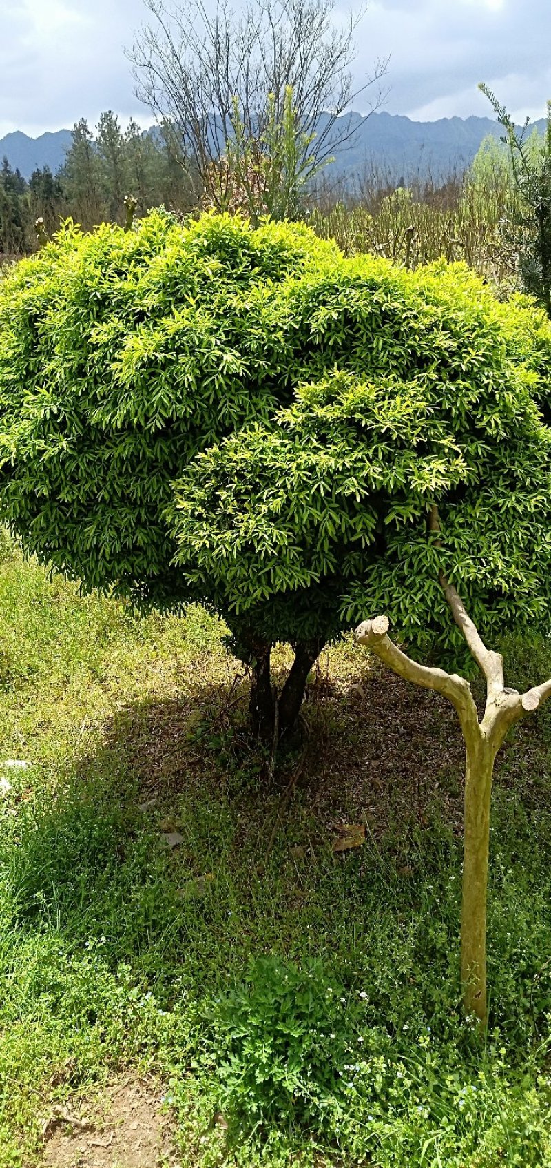 【基地直发】瓜子黄杨雀舌黄杨，规格齐全，品种齐全全国供应