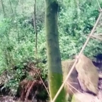 皂角树出售