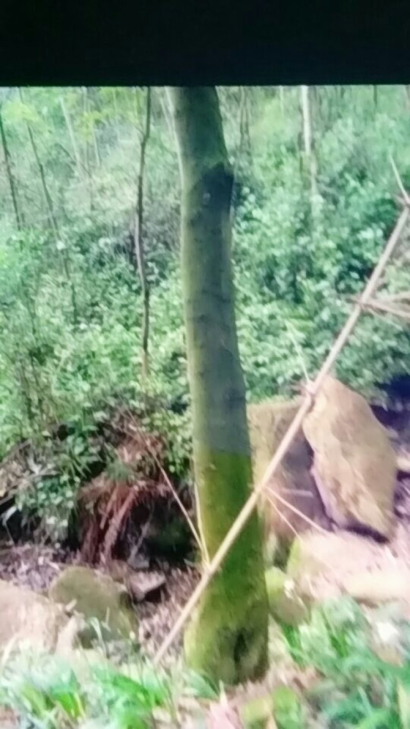 皂角树出售