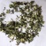 益母草原料粉两个规格供应批发不含运费批发零售