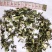 益母草原料粉两个规格供应批发不含运费批发零售
