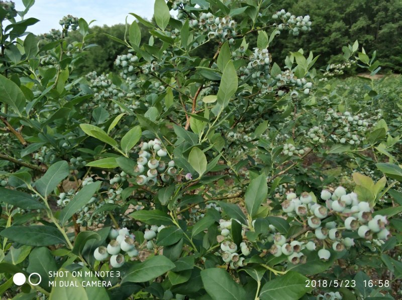 现货鲁山优质蓝莓